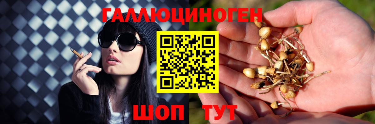 Галлюциногенные грибы Psilocybine cubensis Донецк